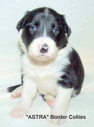 Black and white, FEMALE border collie puppy